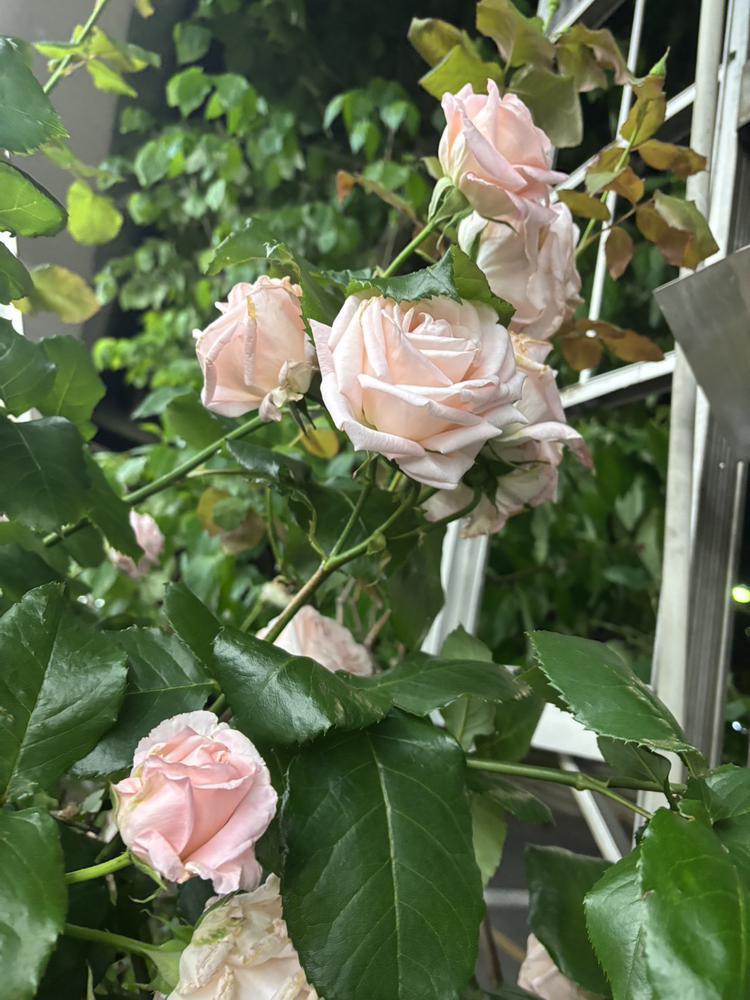 🌹