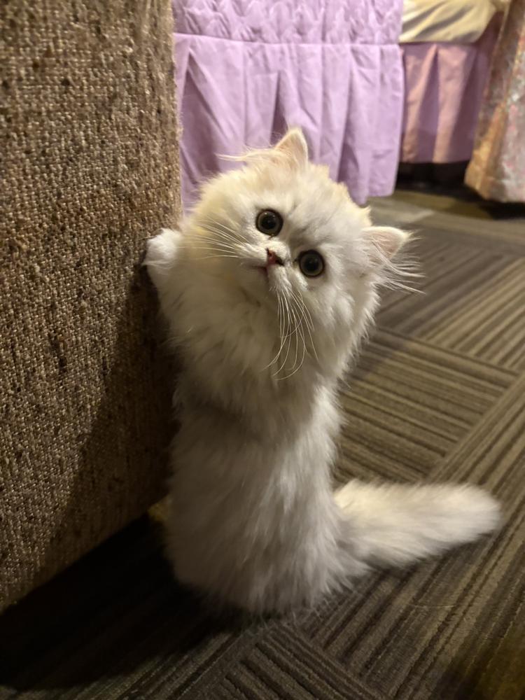 います