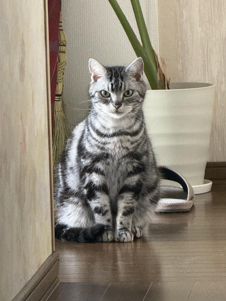 🐱