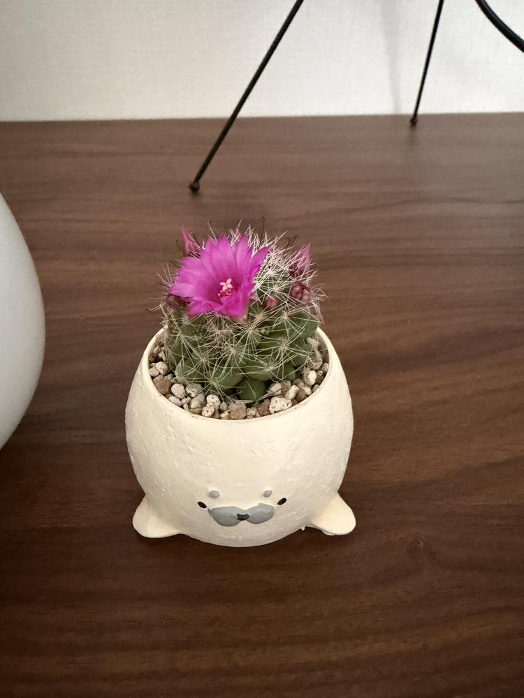 おはようございます😊