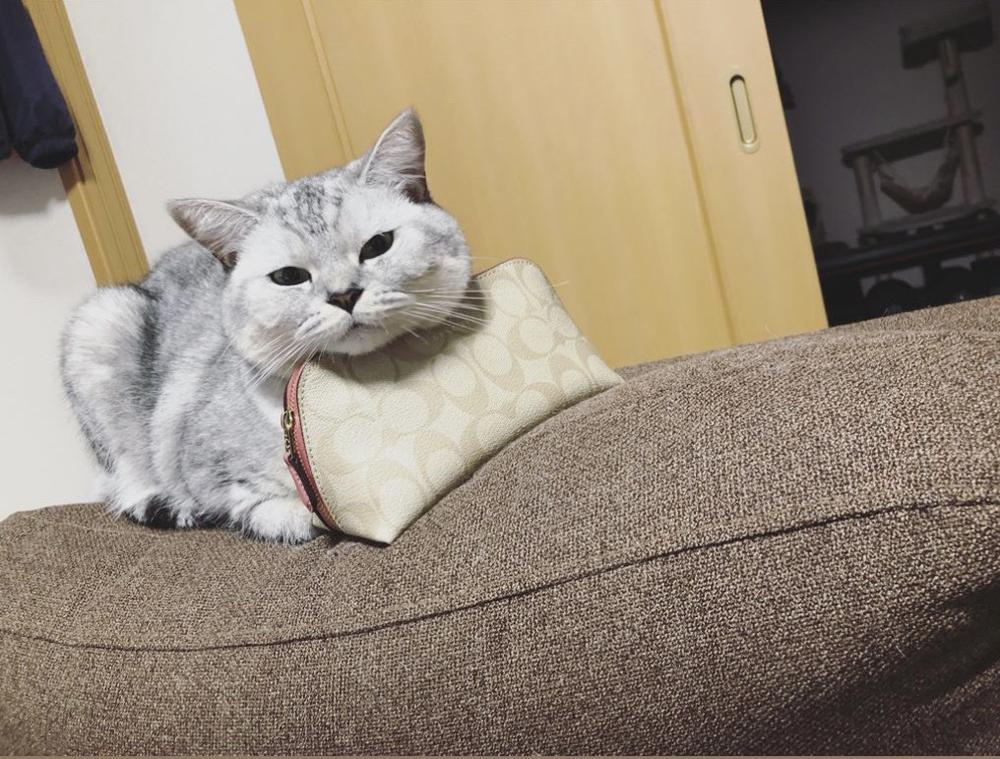 🐈