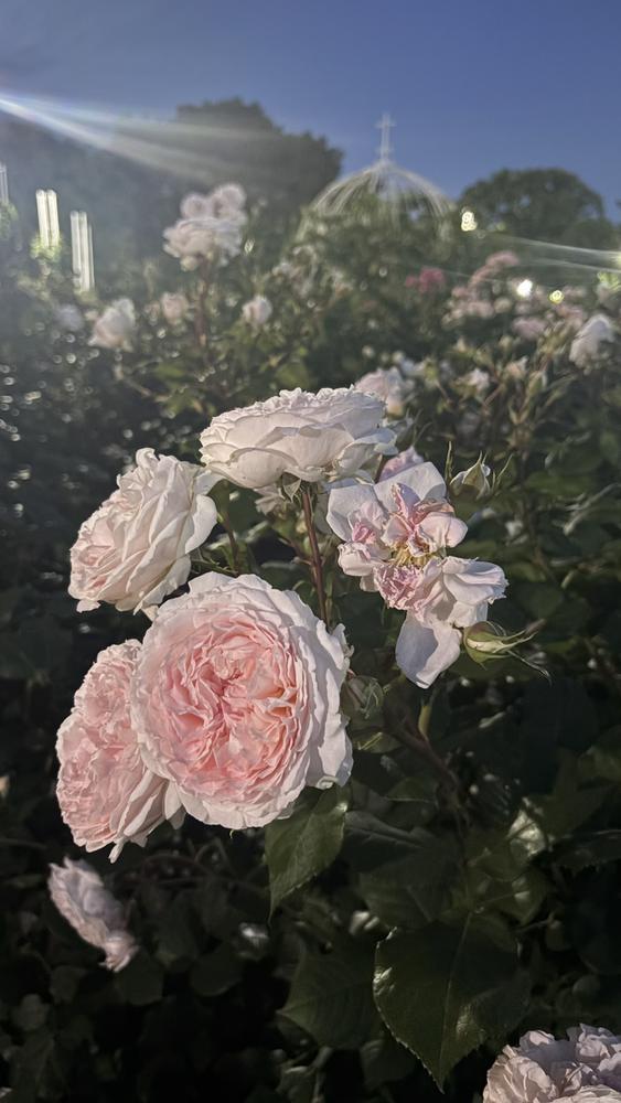 🌹💖