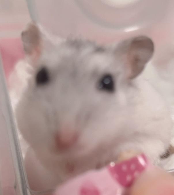 (՞⸝⸝o̴̶̷̥᷅  ̫ o̴̶̷᷄⸝⸝՞)
