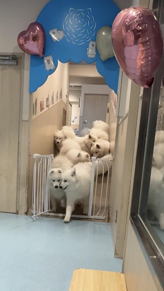 🐶🐶🐶