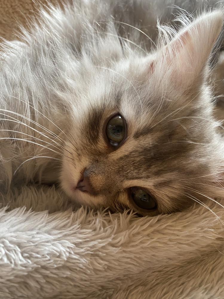 🐱