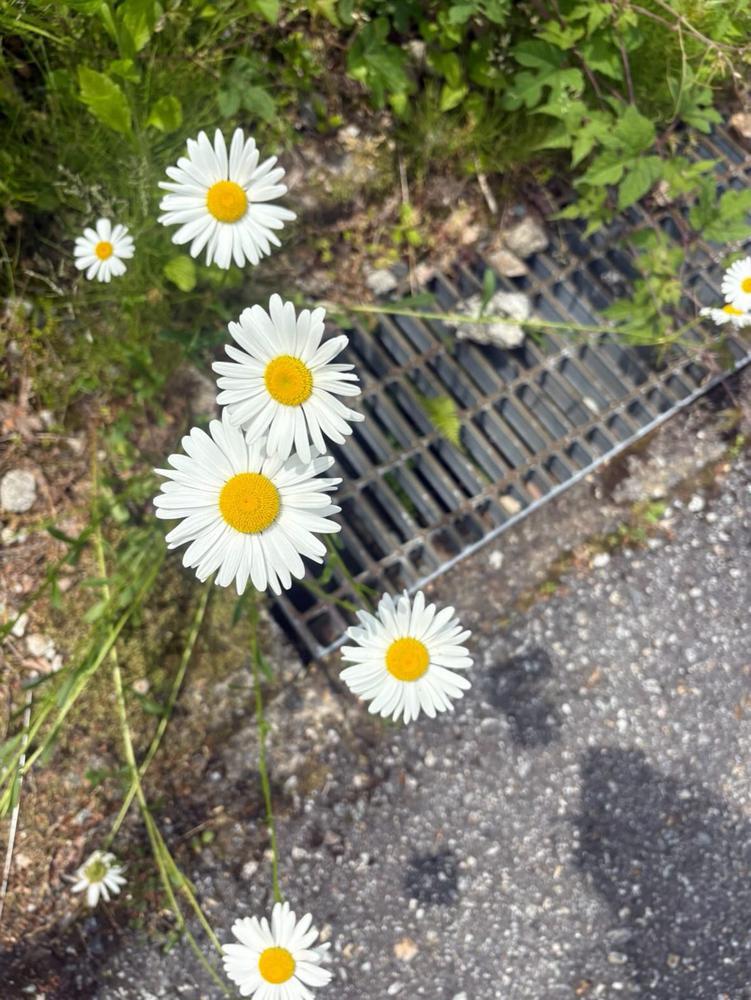 ☀️