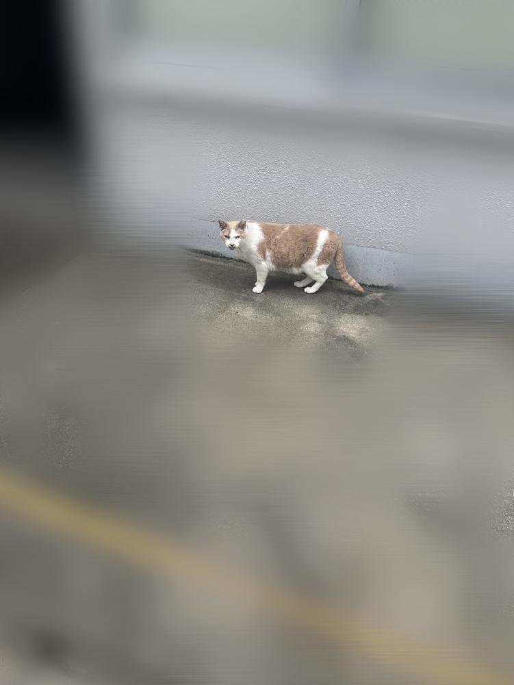ねこいた