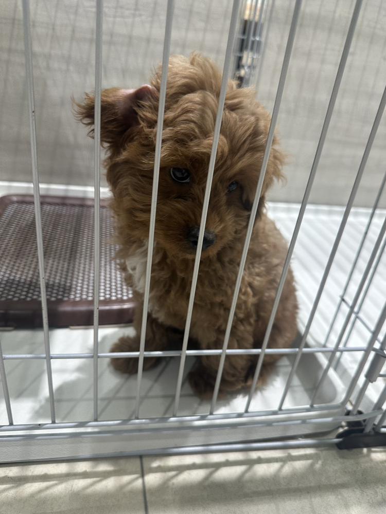犬飼いたい🐶