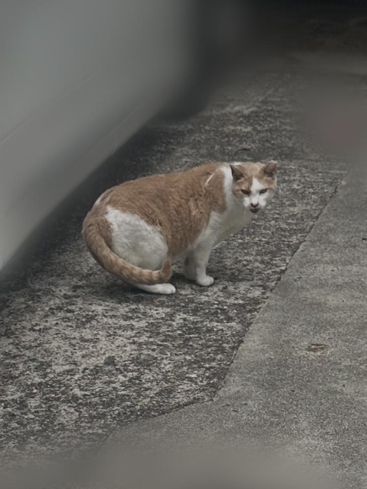 ねこいた