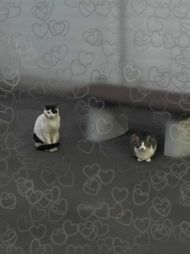 ねこいた