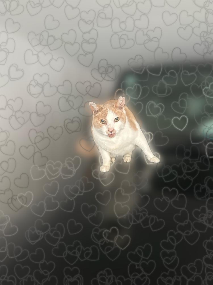 ねこいた