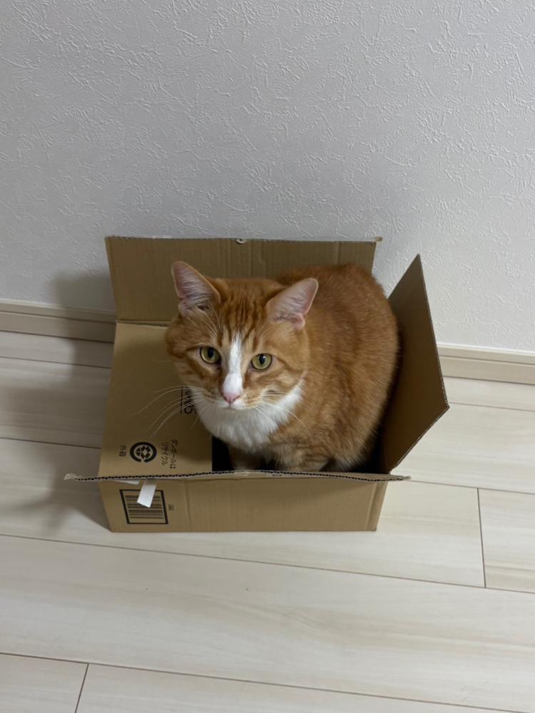 にゃー萎え