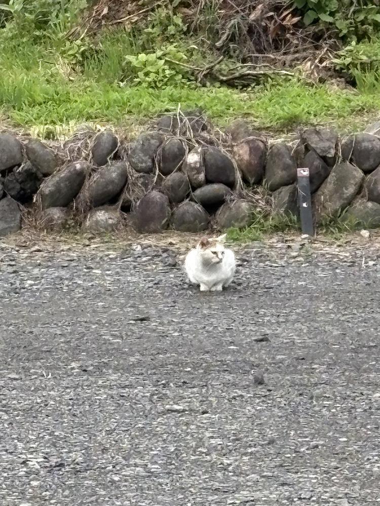 しゅ