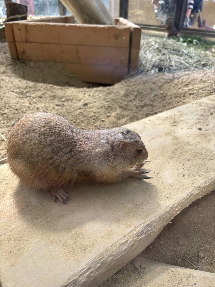 ﾌﾟﾚｰﾘｰﾄﾞｯｸﾞ