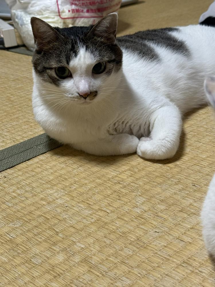 いぎちゃん