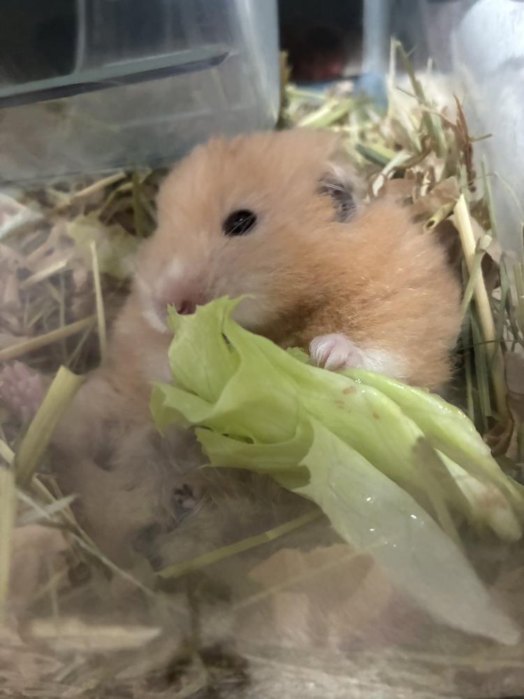 サラダ