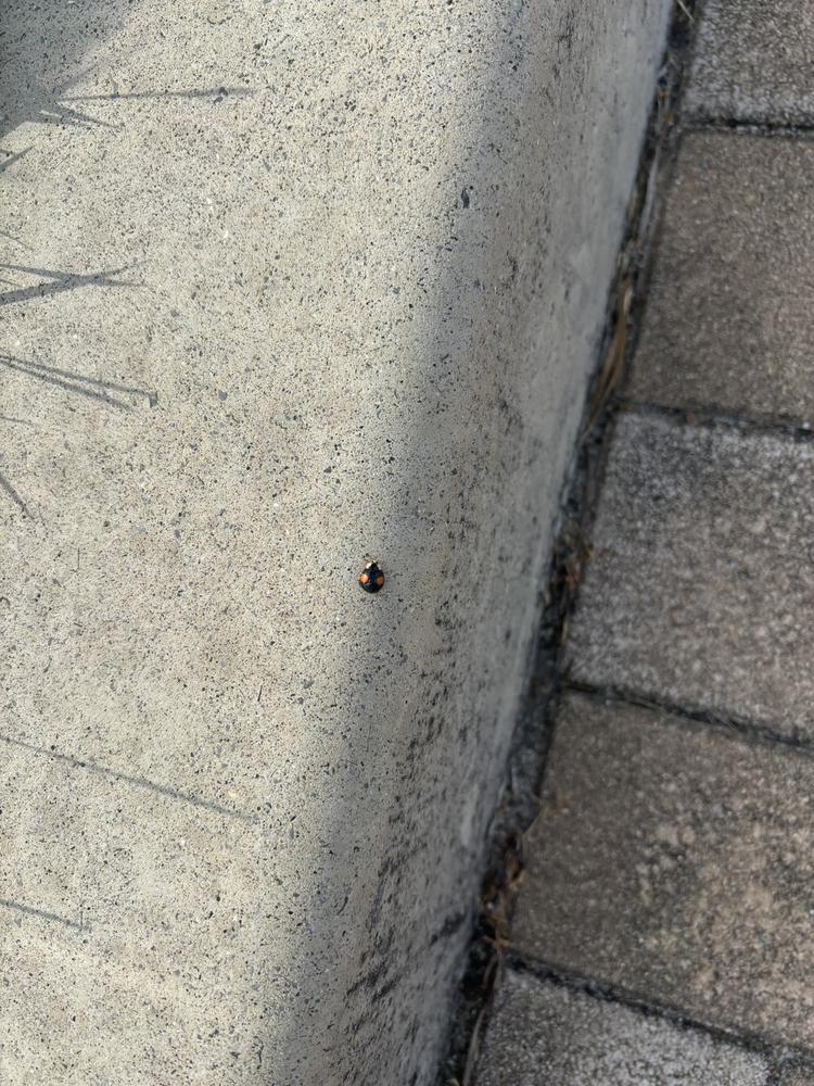 🐞