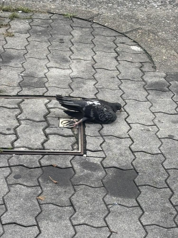 😾