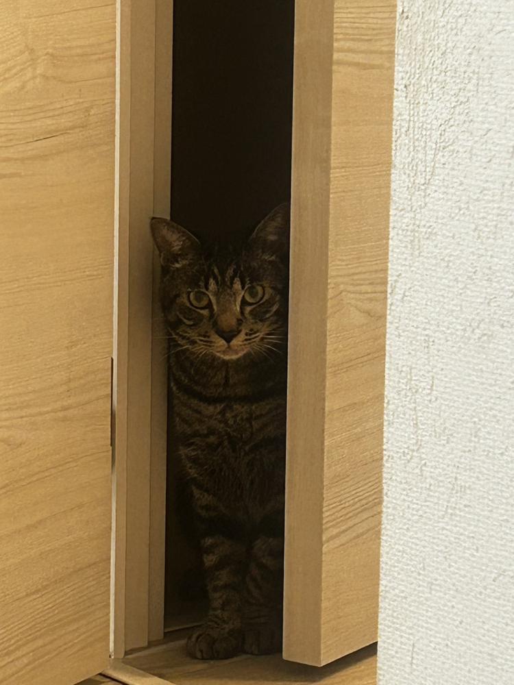 おやすみ