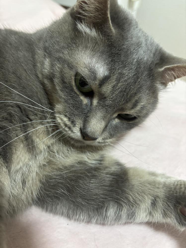 にゃん🐱🐱