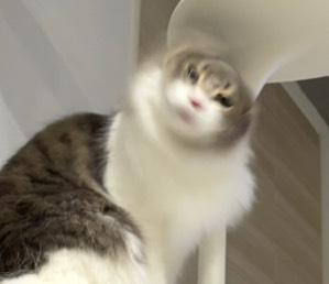 にゃん