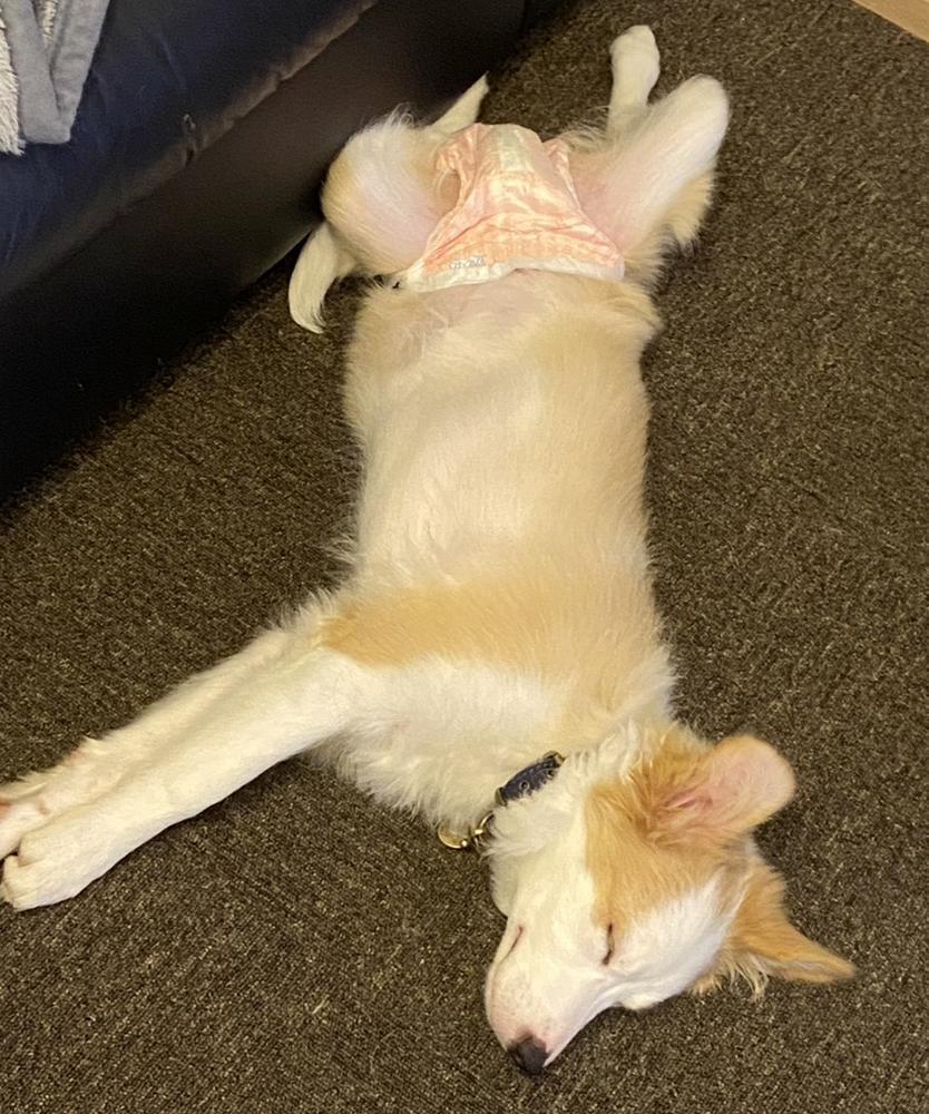 🐶