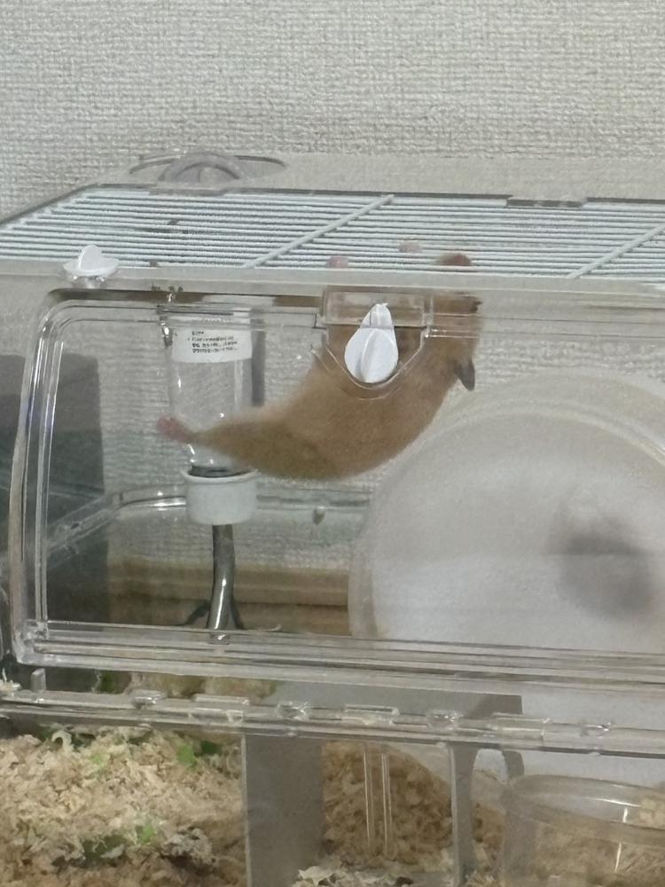 おはよー！