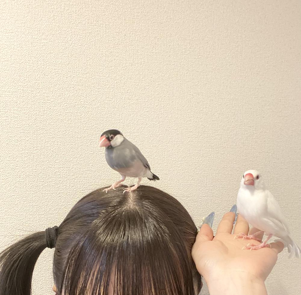gm