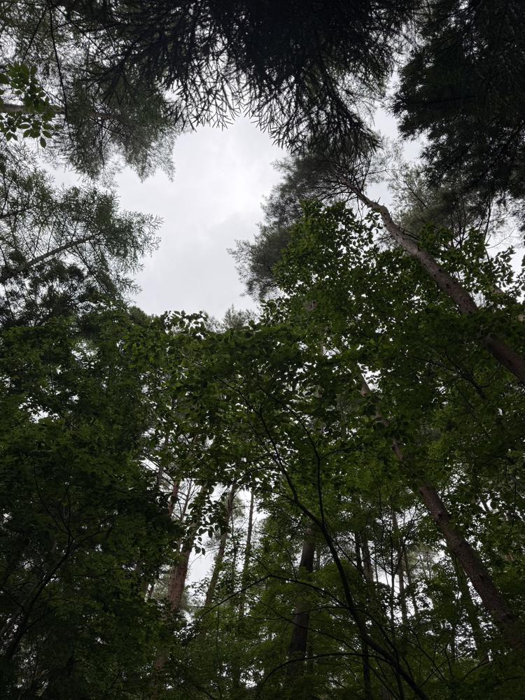 🌲大自然🌲