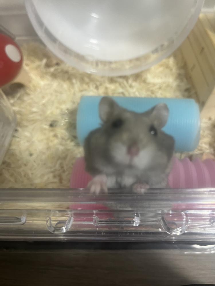 🐹