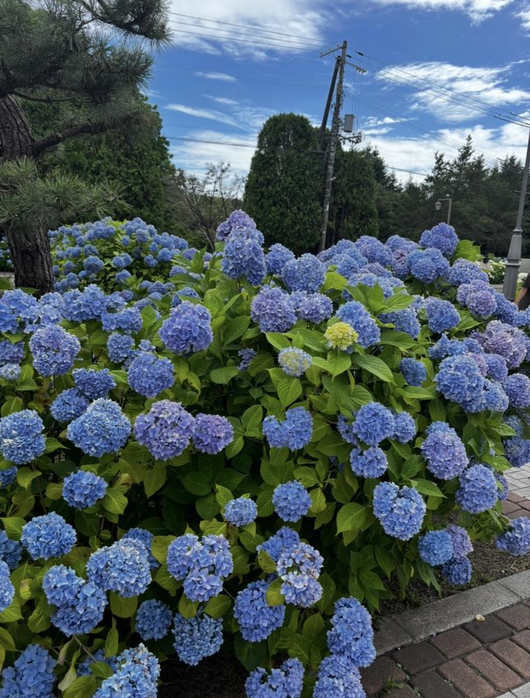 6月になりましたね！