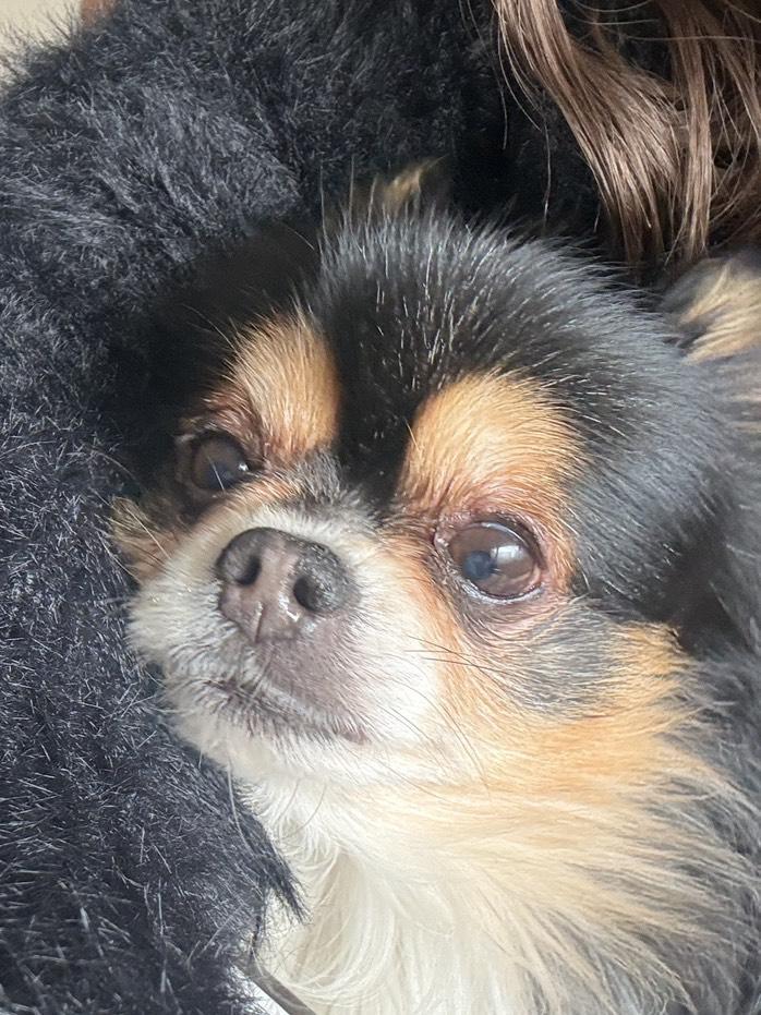 🐶