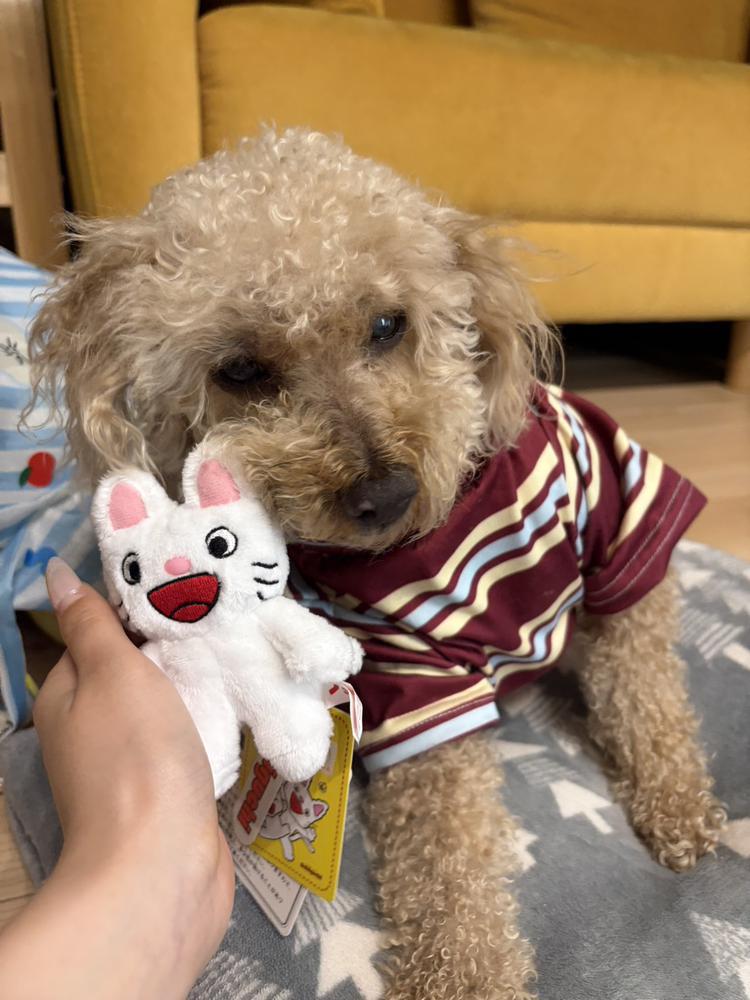 犬と寝るの幸せ