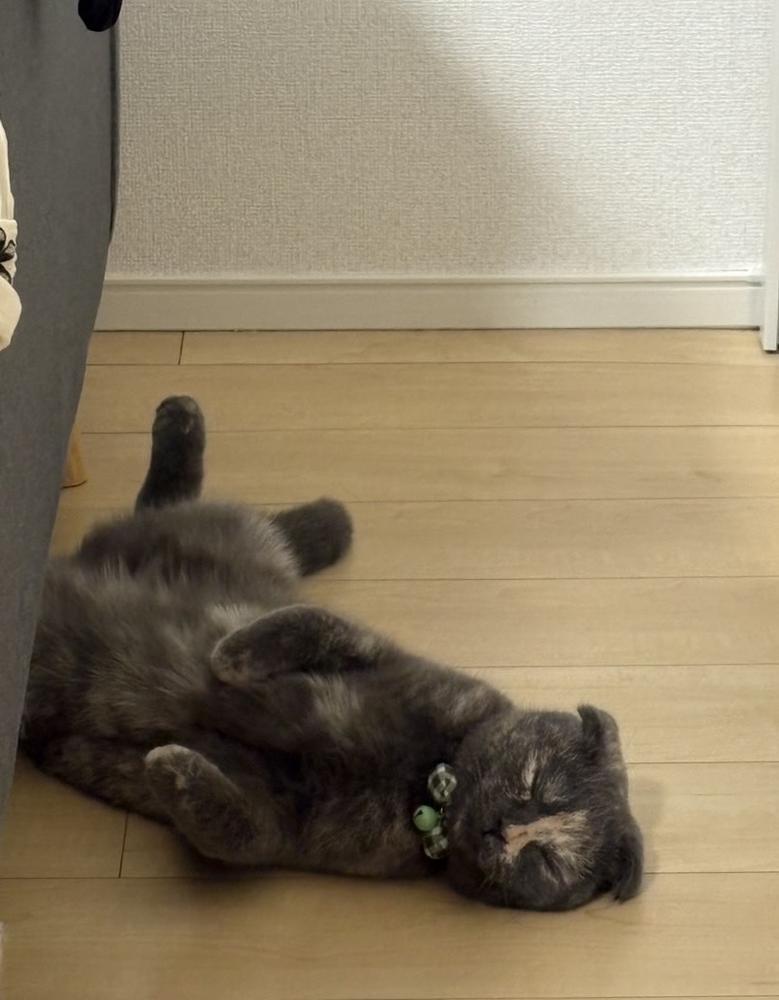 ねこは床に落ちがち( ᴖ ̫ᴖ )