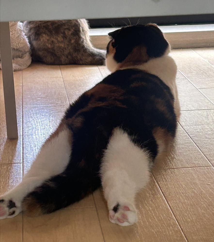 やっほー( ᴖ ̫ᴖ )