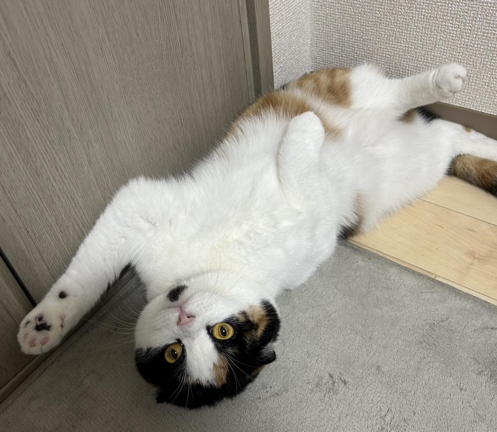 おやすみ( ᴖ ̫ᴖ )