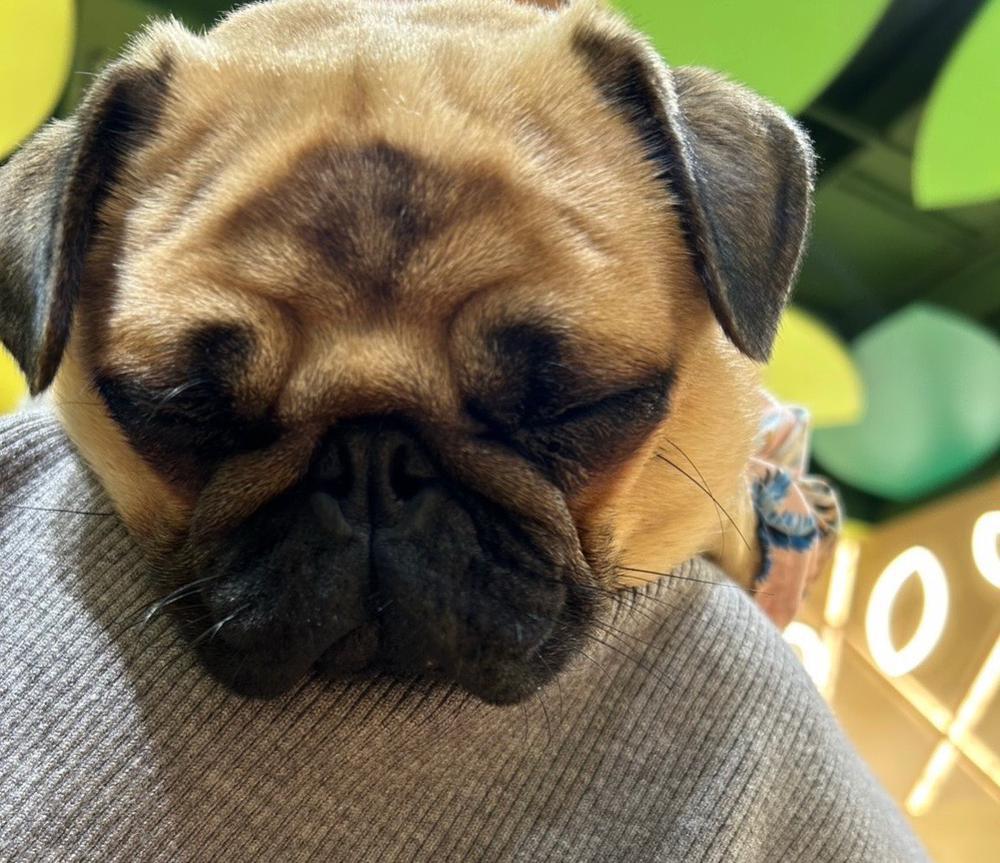 🐶💗