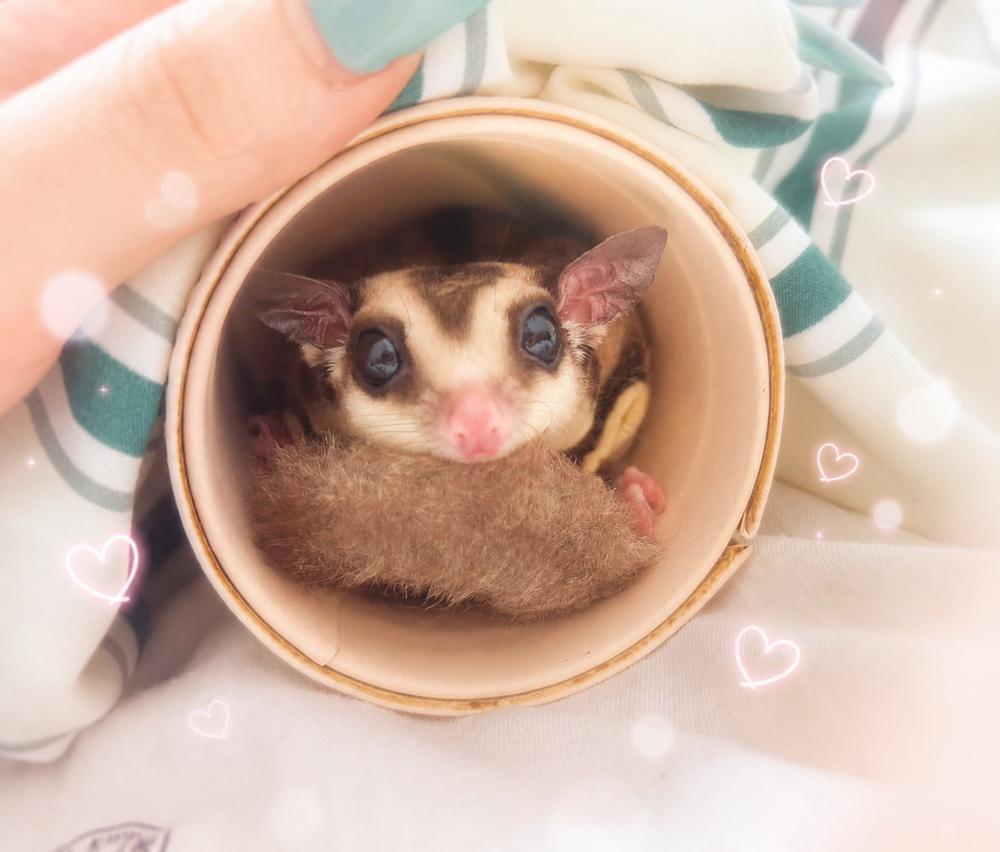癒し担当🪶