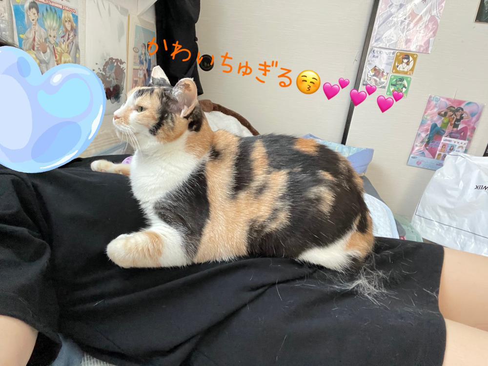 かわいいのおすそわけ🐾