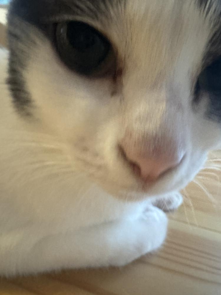 ねこさん