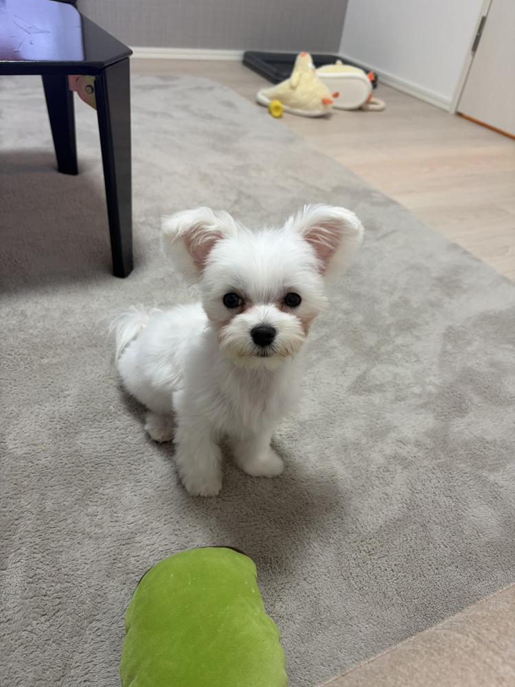 ひまだぽー