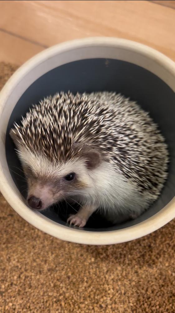 ハリネズミカフェ