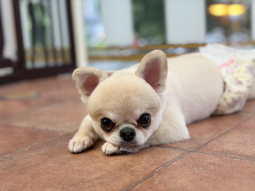 出勤🐶