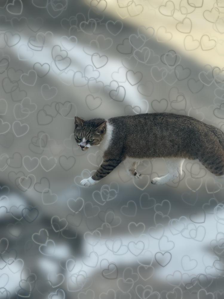 ねこいた