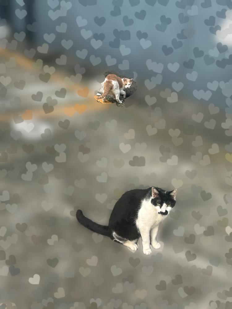 ねこいた