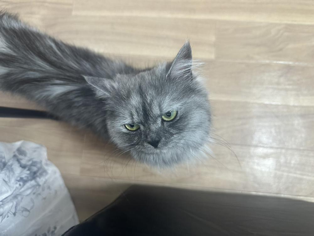 ねこいた