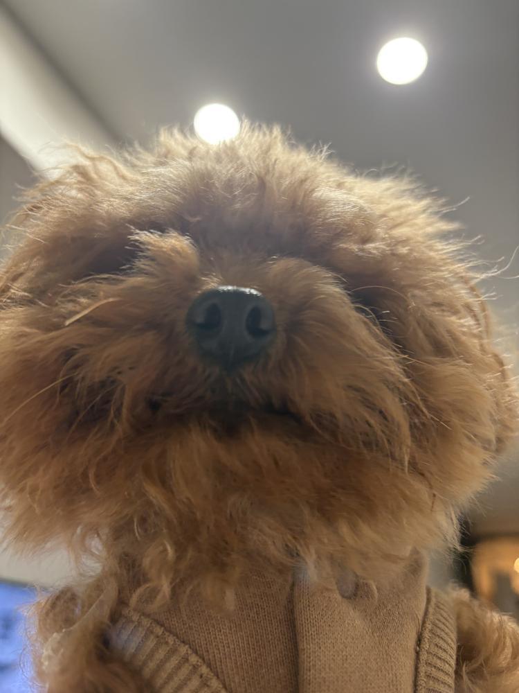 おはにゃんこ