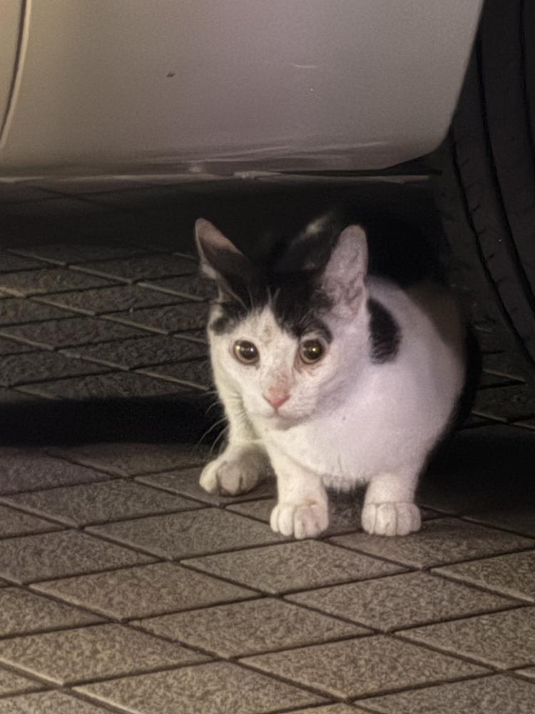 ねこ！！！