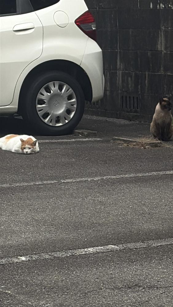 おさんぽ🐱
