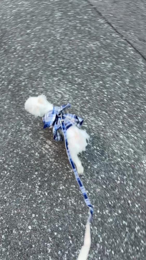 🐶🐶
